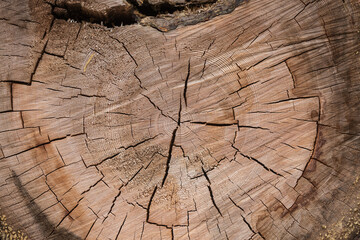 Baumschnittseite als Dekor.