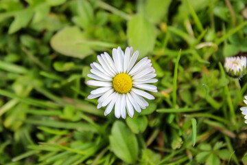 Bellis perennis, detailed white and yellow daisy flower in a grass background.