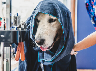 Perro en peluquer&iacute;a canina con toalla