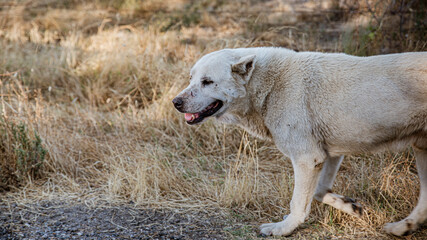 Obraz premium Shepherd dog leading his sheep