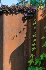 vine climbing on a wall with shadow
