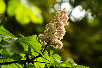 white chestnut flowers among green leaves © Paulina