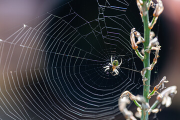 Spider trapping its prey in a web