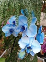 Fleur / orchidée, phalaenopsis