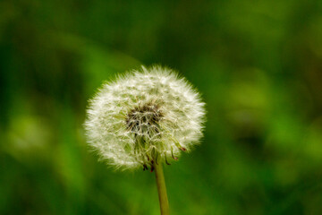 white dandelion on a background of green nature