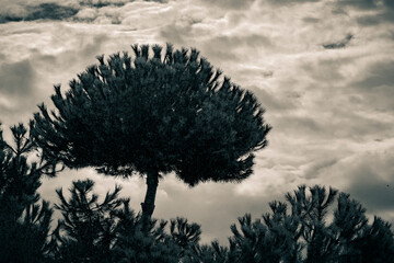 tree silhouette against clouds