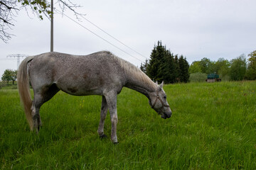 Pferde auf der Koppel