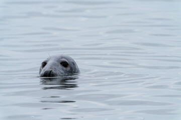 Fototapeta premium close up view of a gray seal peeking out of the water