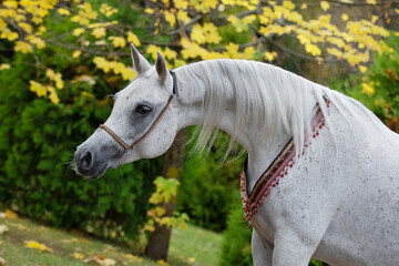 Head of a beautiful gray arabian horse on natural background, portrait closeup