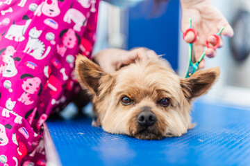 Perro en peluquer&iacute;a Canina