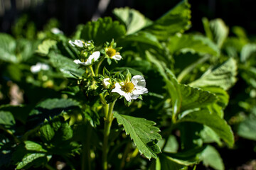 White flowers of a plant strawberry on a natural background.