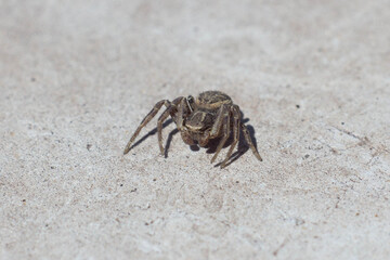 spider