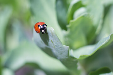 ladybug on a leaf