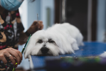 Perro en peluquer&iacute;a canina
