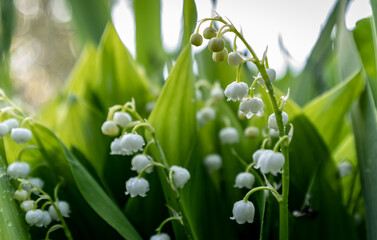 lily of the valley