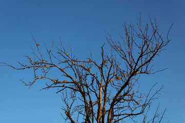A large flock of sparrows sits on the dried branches of a dry tree against the blue sky