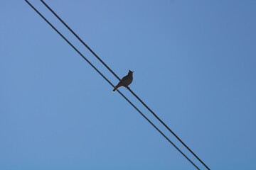 Crested lark bird (Galerida cristata) sits on a power line wire against a blue sky