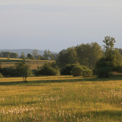 Green hills and trees enlightened in golden evening light.