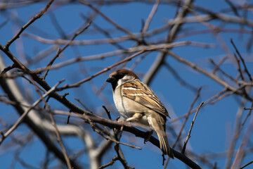 A close-up photo of a sparrow (passer) sits on a branch of a tree without leaves and looks into the camera. In the background you can see the clear blue sky.