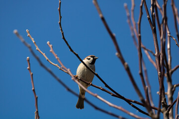 A close-up photo of a sparrow (passer) sits on a branch of a tree without leaves and looks into the camera. In the background you can see the clear blue sky.