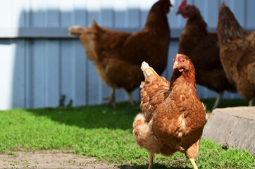 A chicken walks on the grass in the backyard of a country house against other chickens and an iron fence close up with a copy space. High quality photo