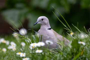Partial view of collared dove bird in the grass in the garden