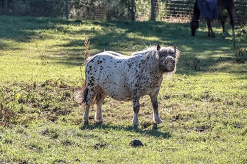 Fototapeta premium Happy Pony
