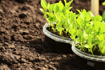 Two round plastic jars of seedlings of flowers stands on the ground close up with a copy space. High quality photo
