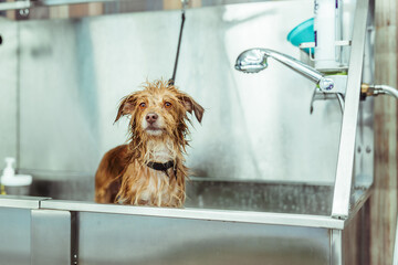 Perro en la ba&ntilde;era en peluquer&iacute;a canina