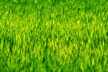 Spring sprouting crops, bright beautiful young green sprout succulent leaves crops. Selective soft focus