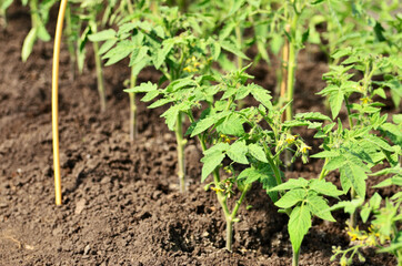 Tomato seedlings on the bed close up with copy space. High quality photo