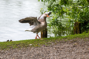 grey goose on the beach flapping wings