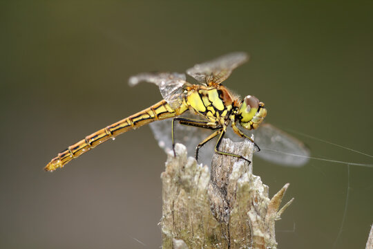 Macro of Sympetrum danae (black darter) dragonfly
