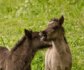 two grey, dun colored sweet foals playing and staying together in the meadow