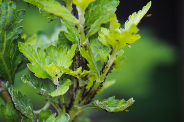 Planta enferma con pulgon