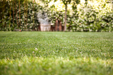 Precioso jardín con enfoque en la tupida alfombra de cesped
