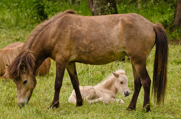 Naklejka na ściany i meble A light brown mare and its newborn white foal are grooming treasured and providently together