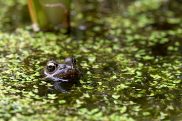 Common frog sticking head out of garden pond.