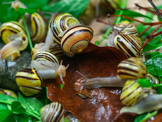 Colored snails in spring