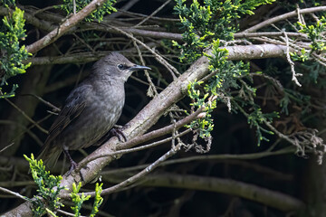 Side view of young starling bird stood on a branch in a hedge