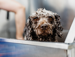 Perro de Aguas Baño