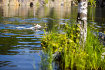 Fototapeta na wymiar White swiss shepherd dog swimming in the lake behind the green grass and birch tree