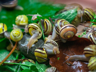 Colored snails in spring