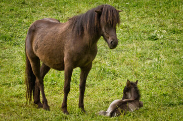 a mare is protecting her newborn foal providentrly in the meadow