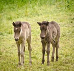 Naklejka na ściany i meble two grey, dun colored sweet foals playing and staying together in the meadow