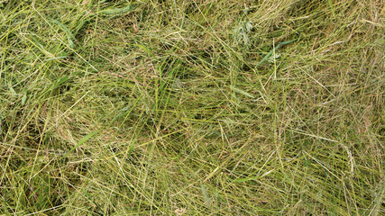 Dried cut grass. Hay. Green grass background