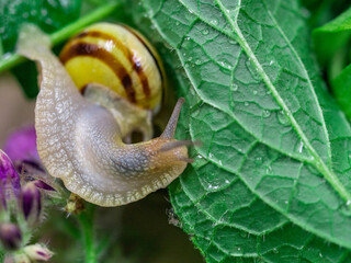 Colored snails in spring