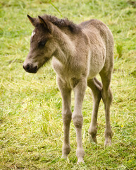 Obraz premium A portait of a cute sweet grey foal of an icelandic hortse