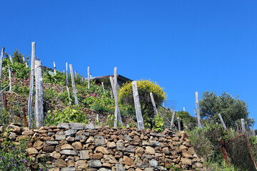 Collina rurale con muretti in pietra pali di legno arbusti e cielo