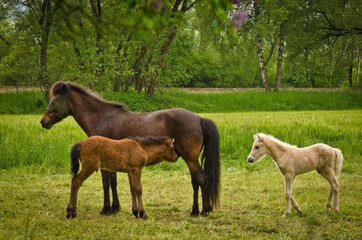 a mare is protecting her newborn foal providently in the meadow